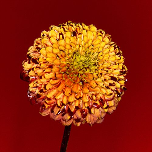 Mountain Top / Shape Of Miracle电影《妖猫传》主题曲 / 宣传曲